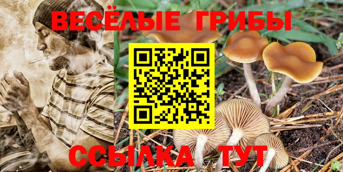 Псилоцибиновые грибы прущие грибы Кингисепп